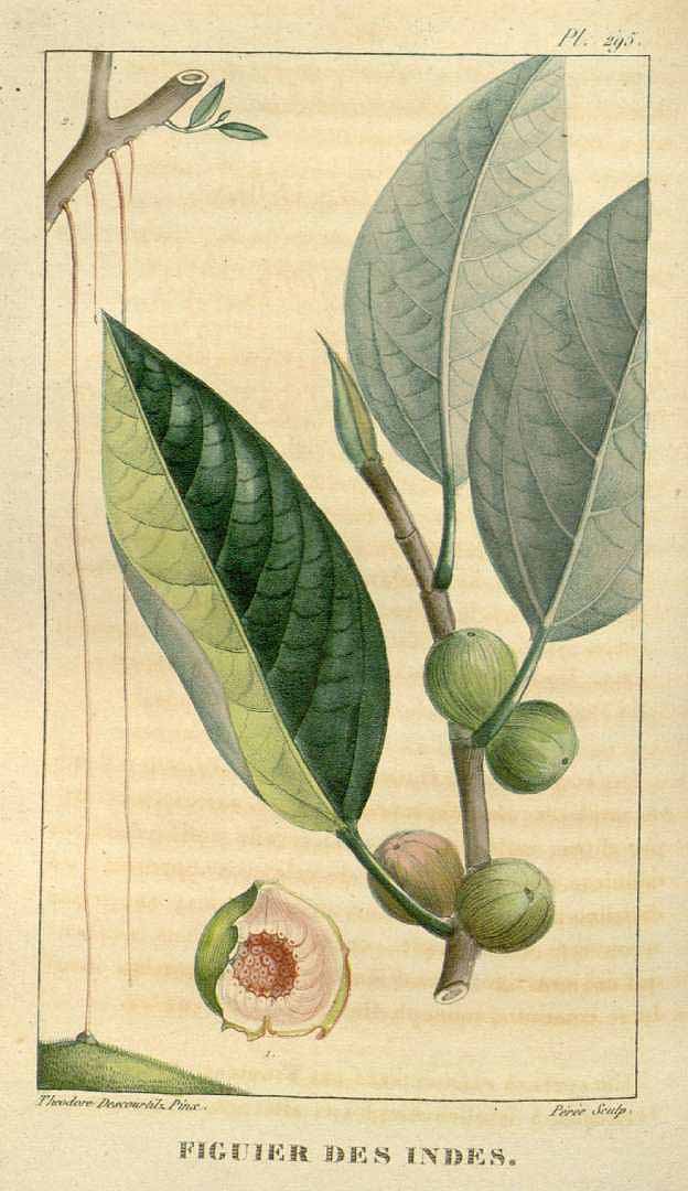 Ficus drupacea