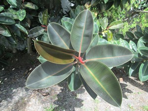 Ficus elastica