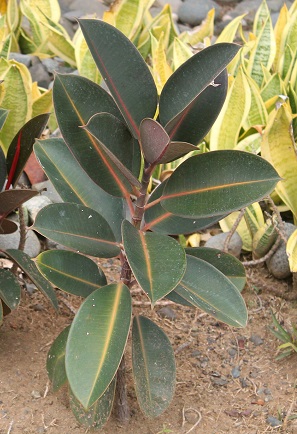 Ficus elastica