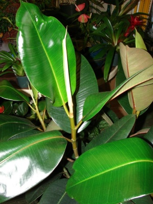 Ficus elastica