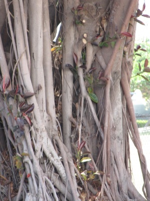 Ficus elastica