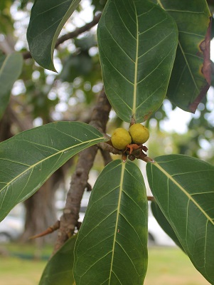 Ficus lutea