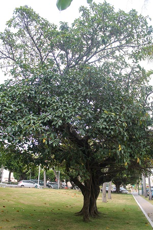 Ficus lutea