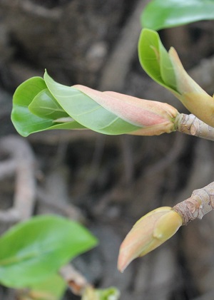 Ficus lutea