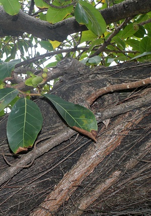 Ficus lutea