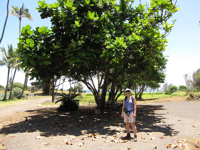 Ficus lyrata