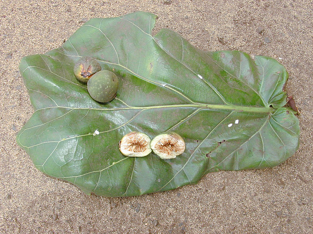 Ficus lyrata