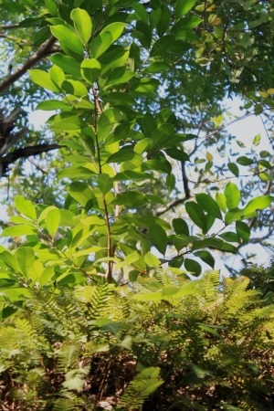 Ficus microcarpa