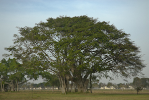 Ficus microcarpa