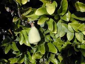 Ficus pumila