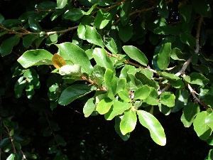 Ficus pumila