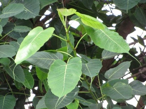 Ficus religiosa