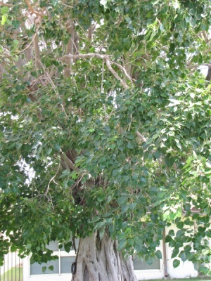 Ficus religiosa