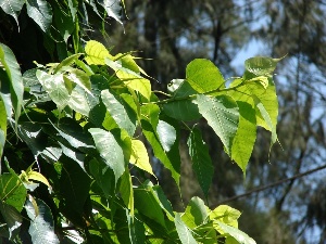 Ficus religiosa