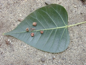 Ficus religiosa