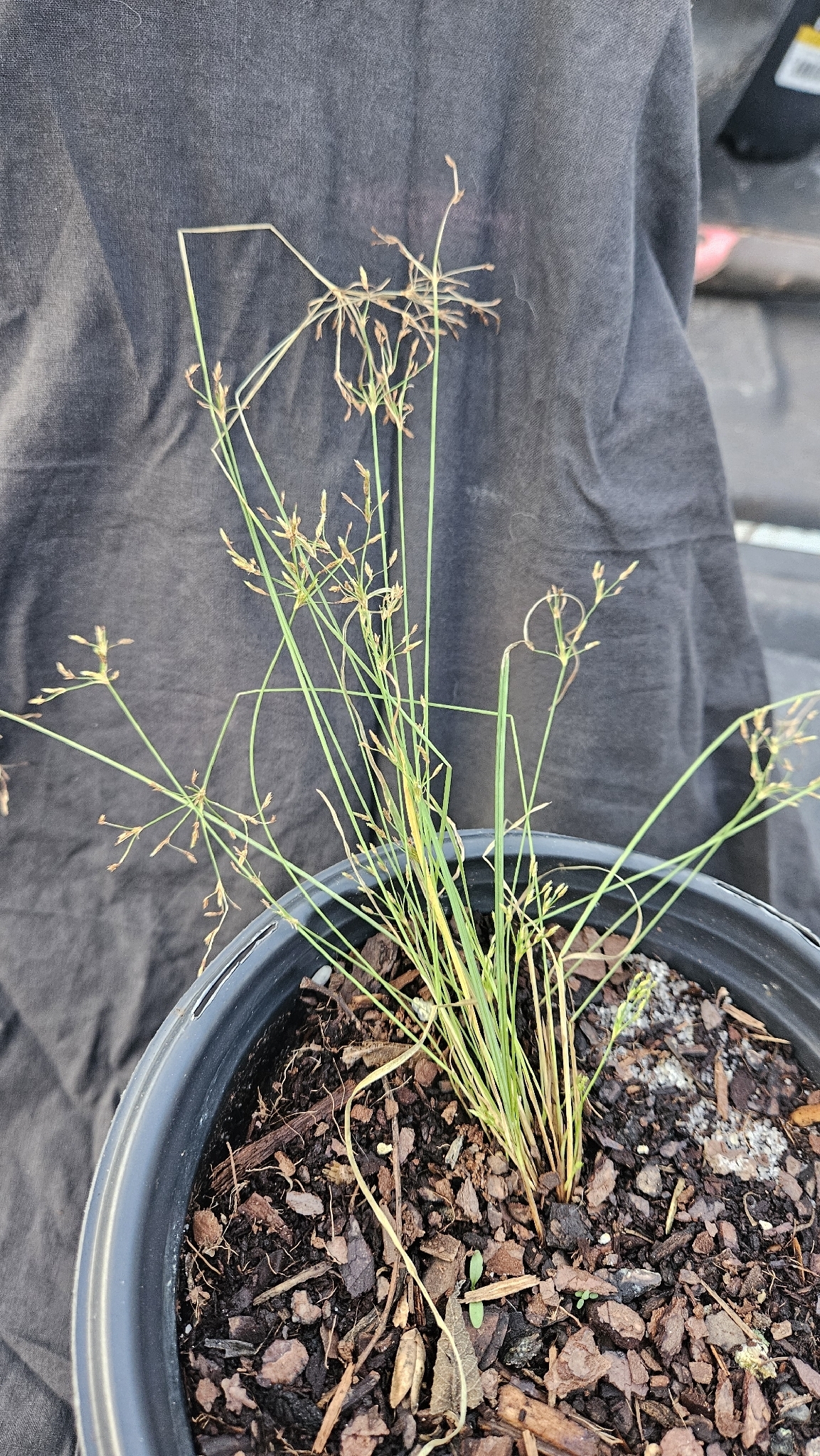 Fimbristylis autumnalis