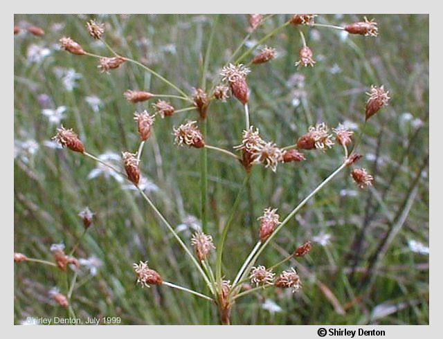 Fimbristylis caroliniana