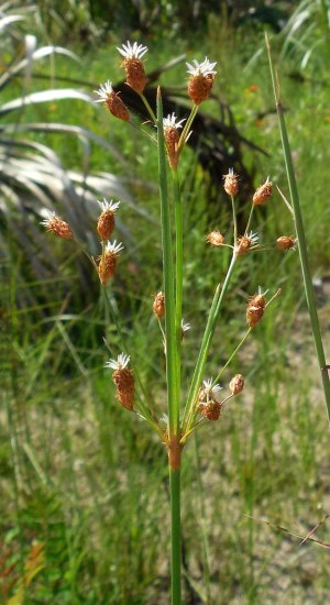 Fimbristylis caroliniana