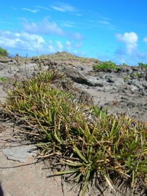 Fimbristylis cymosa