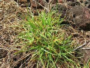 Fimbristylis cymosa