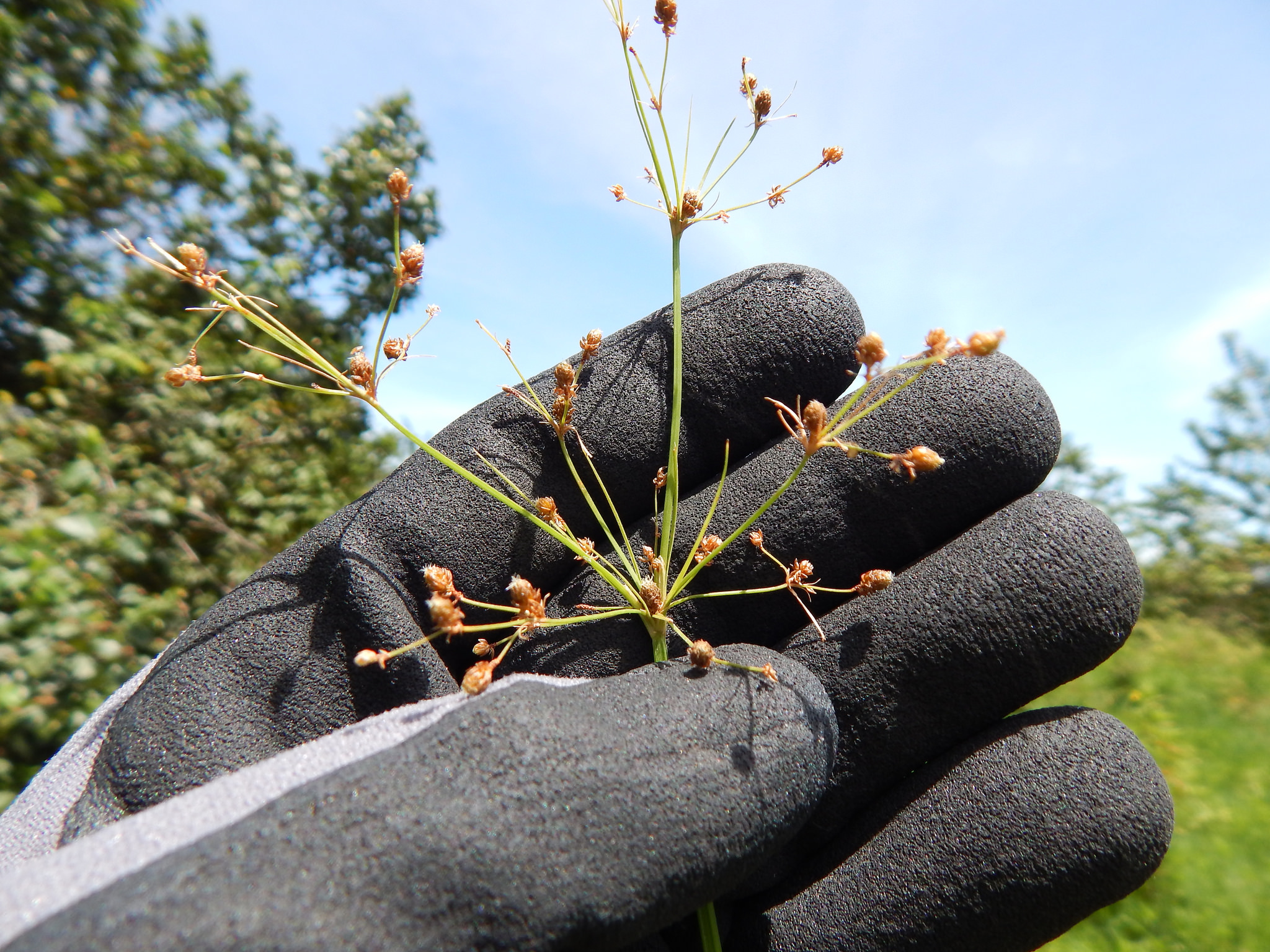 Fimbristylis littoralis