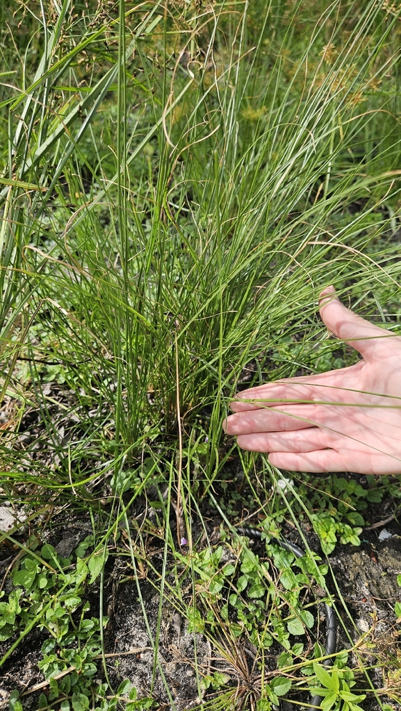 Fimbristylis puberula