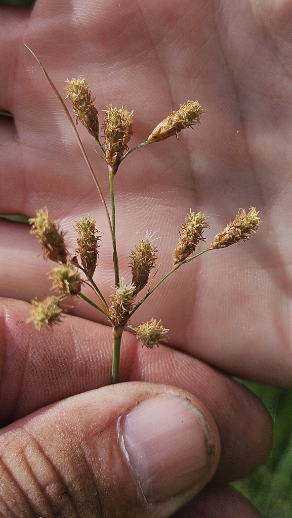 Fimbristylis puberula