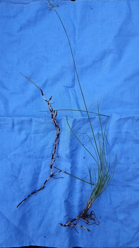 Fimbristylis puberula