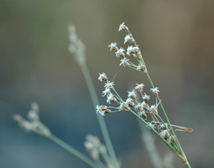 Fimbristylis spadicea