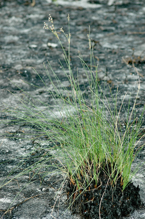 Fimbristylis spadicea