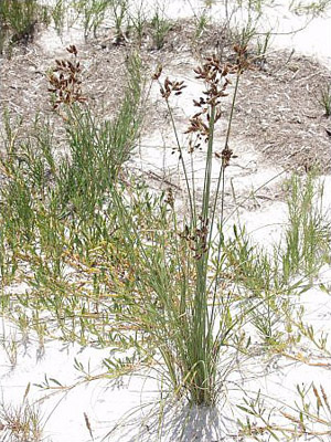 Fimbristylis spadicea