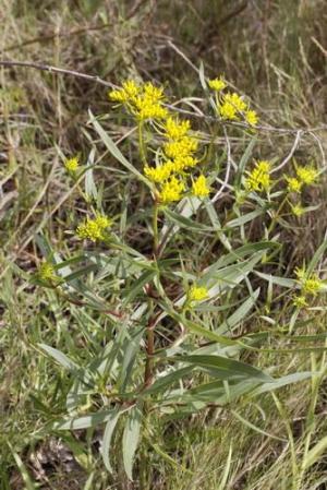 Flaveria floridana