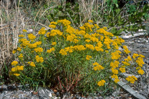 Flaveria linearis