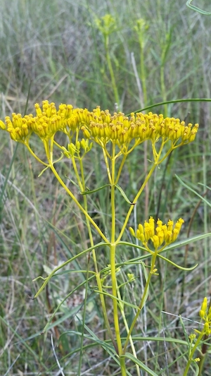 Flaveria linearis