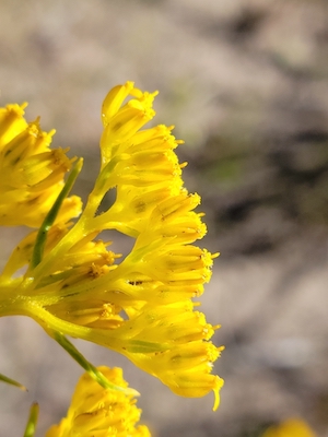 Flaveria linearis