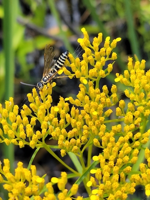 Flaveria linearis