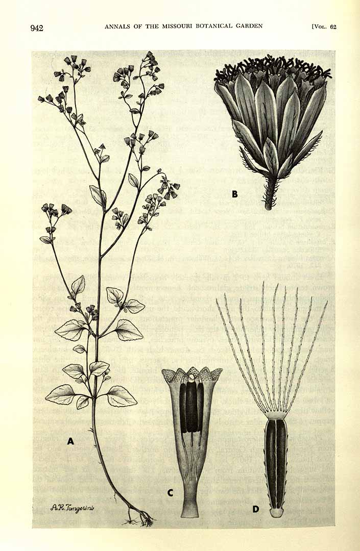 Fleischmannia microstemon