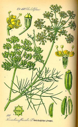 Foeniculum vulgare