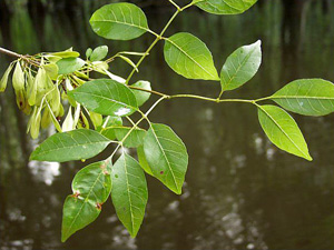 Fraxinus caroliniana