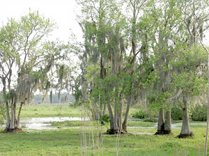 Fraxinus caroliniana