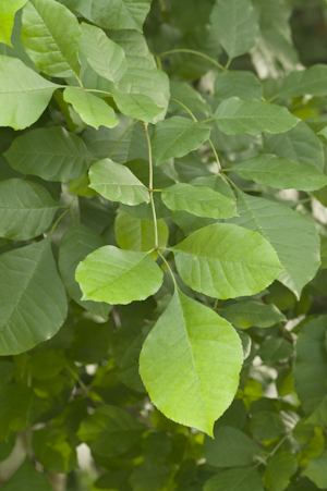 Fraxinus caroliniana