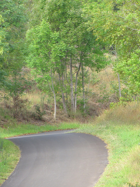 Fraxinus uhdei