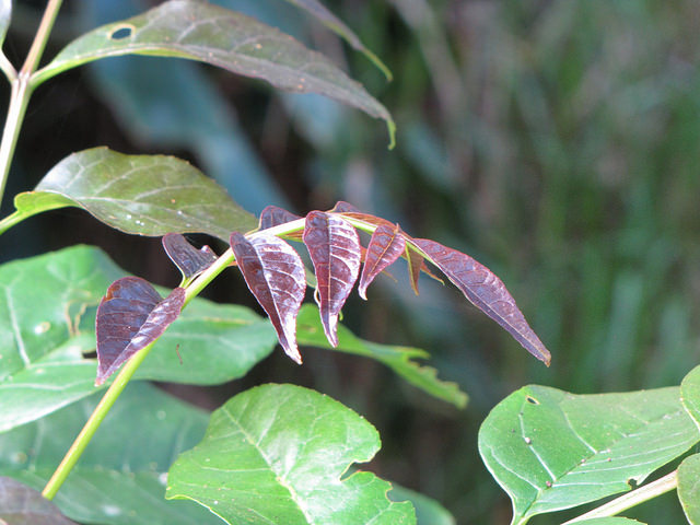 Fraxinus uhdei