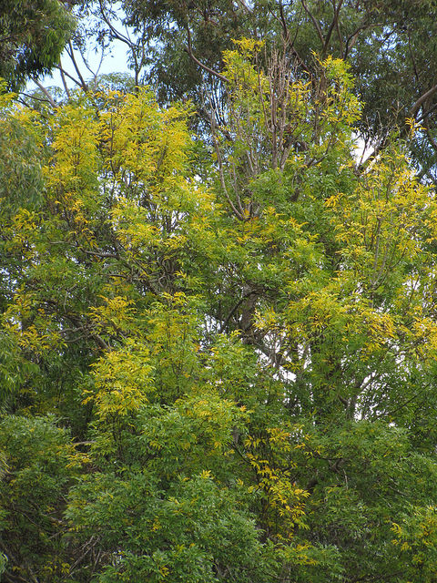 Fraxinus uhdei