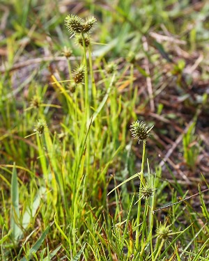 Fuirena breviseta