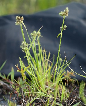 Fuirena breviseta