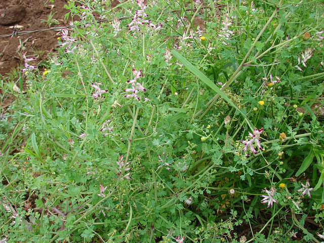 Fumaria officinalis