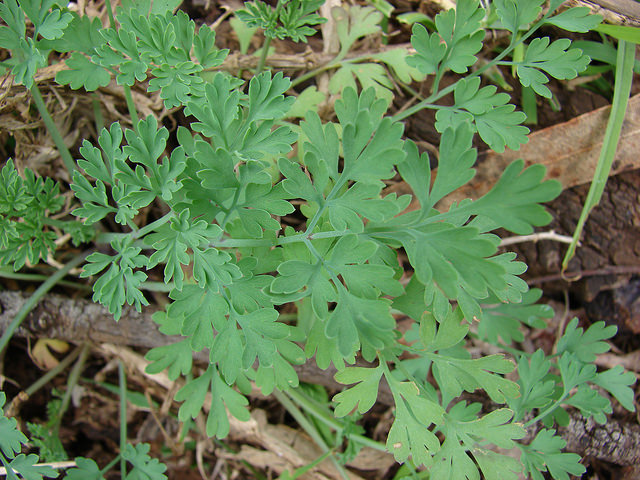 Fumaria officinalis