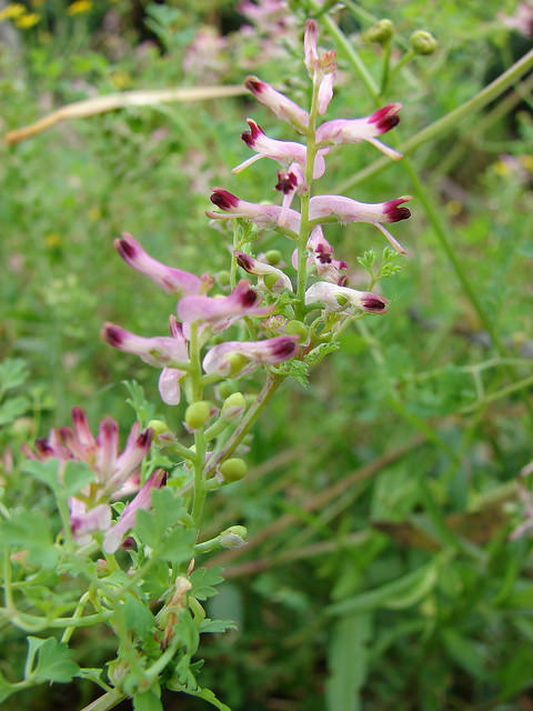 Fumaria officinalis