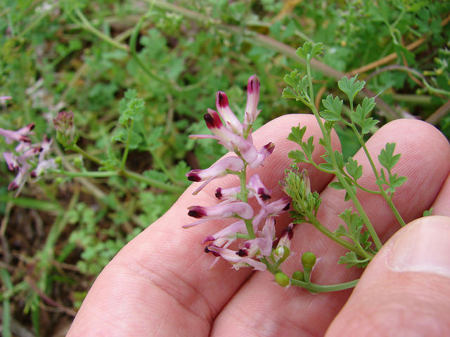 Fumaria officinalis